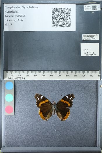 Media type: image;   Entomology 153107